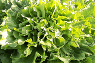 Salade feuille de chêne/batavia