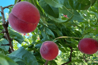 Pêche/nectarine au kg