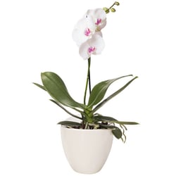 Orchidee blanche 1 branche