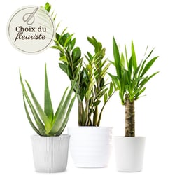 Plante verte au choix du fleuriste