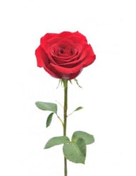 Rose unitaire à 7,5€