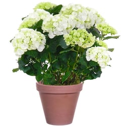 Hortensia blanc