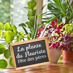 Plante du fleuriste fete des peres