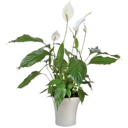 Spathiphyllum