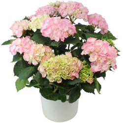 Hortensia rose